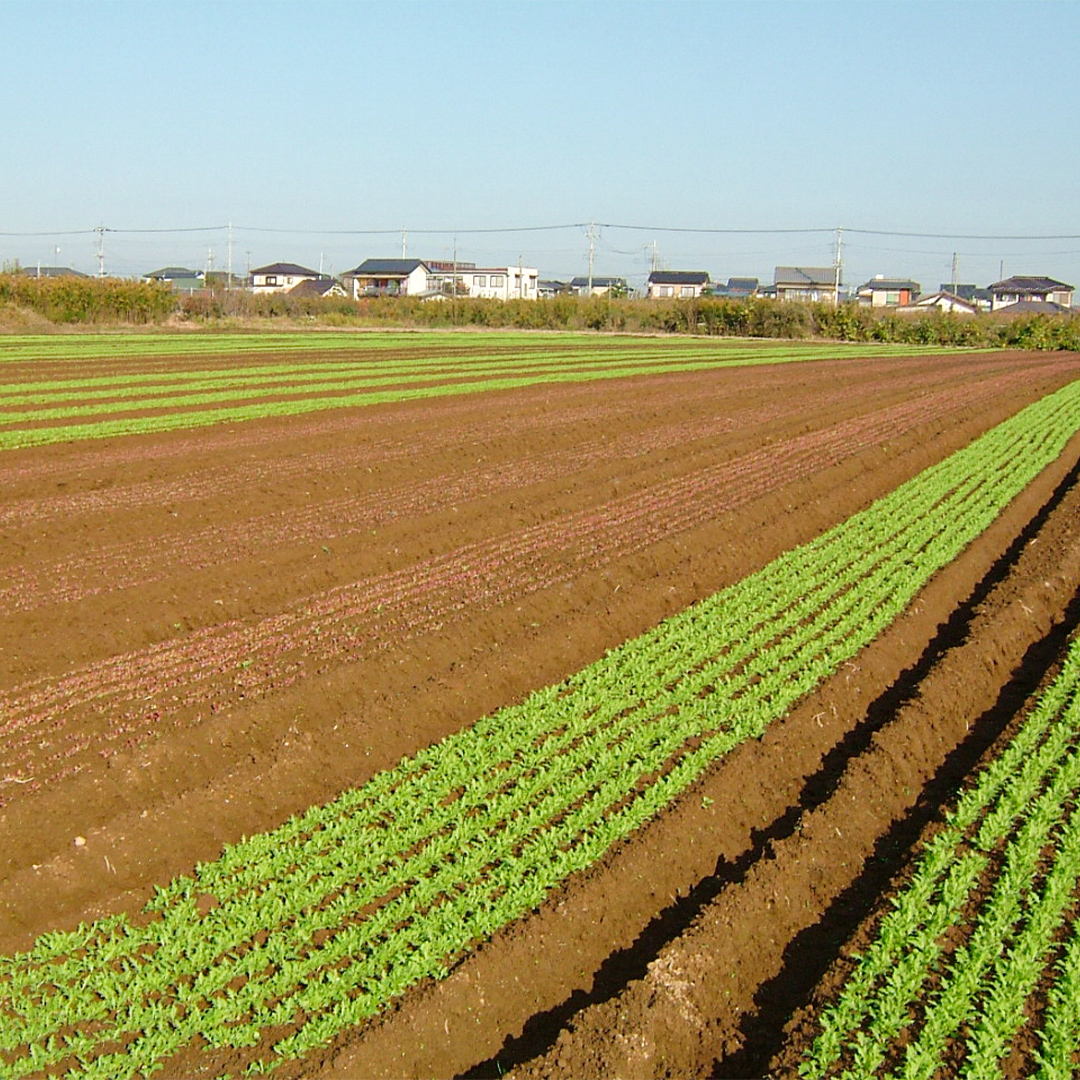 茨城県筑西市のふるさと納税 【 定期便 年4回お届け！】四季の 有機野菜 色とりどりセット 野菜 野菜セット 詰め合わせ 有機 無農薬 JAS認定 無化学肥料 おまかせ 野菜スティック レインボーフューチャー [AL001ci]