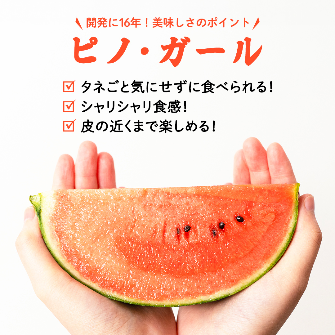 こだますいか 「 ピノ・ガール 」 2玉 2025年産 先行予約 筑西 こだますいか 「 ピノ・ガール 」 2玉 2025年産 先行予約 筑西