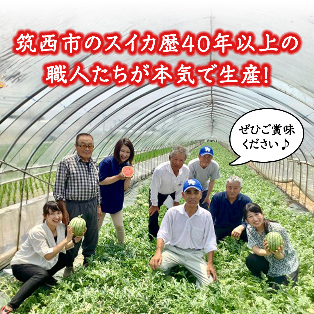 茨城県筑西市のふるさと納税 【 訳あり 】 こだますいか 「 愛娘 」 1玉 2025年産 先行予約 筑西ブランド こだまスイカ 小玉スイカ すいか スイカ フルーツ 果物 [AF083ci]