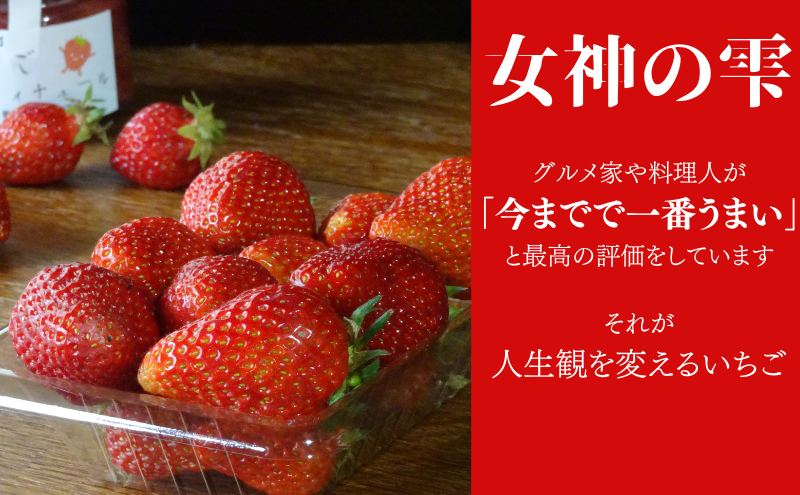 岐阜県美濃市のふるさと納税 【訳あり】いちご/2025年1月から3月/250g×2パック/岐阜県美濃市産/