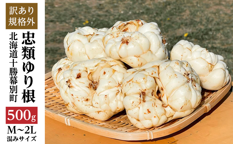 ランキングや新製品 規格外】十勝幕別 忠類ゆり根 北海道 500g（M～2L）3～5玉【 野菜