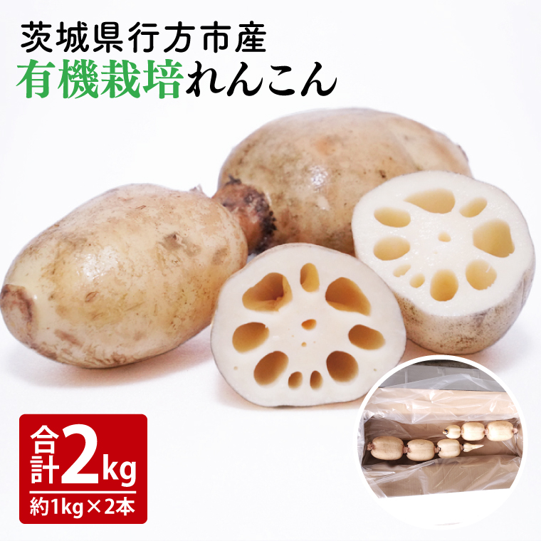 【茨城県行方市】【2025年9月中旬より順次発送】【希少】【洗い】「横瀬農園の有機れんこん」 約2kg(2本入)| 農家直送 レンコン れんこん 茨城県産 野菜 根菜 行方市産 オーガニック 新鮮 栄養豊富 生産量 日本一(HB-2)