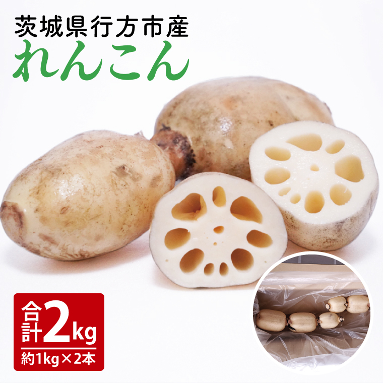 【茨城県行方市】【2025年9月中旬より順次発送】【洗い】「横瀬農園のれんこん」 約2kg(2本入)/ 農家直送 レンコン れんこん 茨城県産 野菜 根菜 行方市産  新鮮 栄養豊富 生産量 日本一(HB-5)