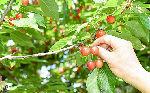 山形県南陽市のふるさと納税 【令和7年産先行予約】 《定期便2回》 赤い宝石！さくらんぼの楽園便 「佐藤錦・紅秀峰」 各約1kg (500g×2パック 秀 L以上) 『フードシステムズ』 山形県 南陽市 [894]