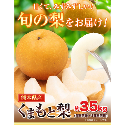 熊本県長洲町のふるさと納税 【2025年 先行予約 】梨 くまもと梨 秋 旬 なし 季節限定 幸水 豊水 先行 果物 くだもの フルーツ ナシ 梨 先行予約 送料無料 あきづき 甘太 新高 新興 約3.5kg 5玉～15玉前後 熊本県産【着日指定不可】《2025年8月下旬‐11月中旬頃より出荷》旬 果物 お取り寄せ ギフト 贈答