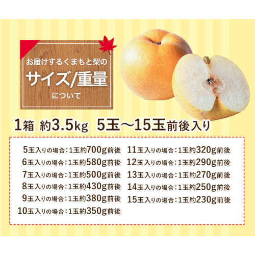 熊本県長洲町のふるさと納税 【2025年 先行予約 】梨 くまもと梨 秋 旬 なし 季節限定 幸水 豊水 先行 果物 くだもの フルーツ ナシ 梨 先行予約 送料無料 あきづき 甘太 新高 新興 約3.5kg 5玉～15玉前後 熊本県産【着日指定不可】《2025年8月下旬‐11月中旬頃より出荷》旬 果物 お取り寄せ ギフト 贈答