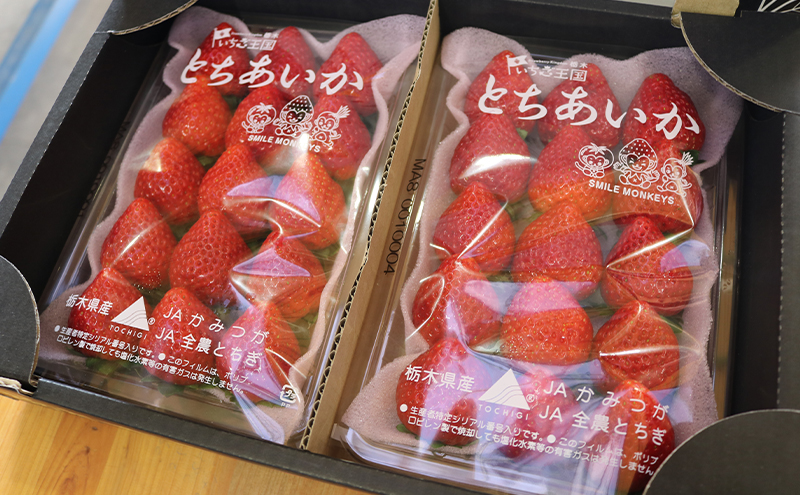 栃木県鹿沼市のふるさと納税 【 定期便 2回 】 大玉な梨 にっこり 2玉 約2kg と いちご市 鹿沼の 美味しい 「い」「ち」「ご」 とちあいか 15粒入り260g 2パック のフルーツ 定期便【発送予定】 11月 2月 梨 いちご 甘い 鹿沼市 かぬま