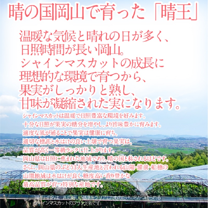 岡山県瀬戸内市のふるさと納税 2025年 予約受付中【2回定期便】 プレミアム シャインマスカット 晴王 1房約620g/ 岡山県 船穂産 赤秀品 種無し 皮ごと食べる みずみずしい 9月10月にお届け フレッシュ 晴れの国 おかやま 果物大国 彩美菜果
