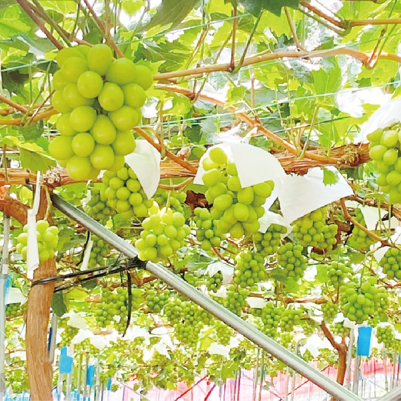 岡山県瀬戸内市のふるさと納税 2025年 予約受付中【2回定期便】 プレミアム シャインマスカット 晴王 1房約620g/ 岡山県 船穂産 赤秀品 種無し 皮ごと食べる みずみずしい 9月10月にお届け フレッシュ 晴れの国 おかやま 果物大国 彩美菜果