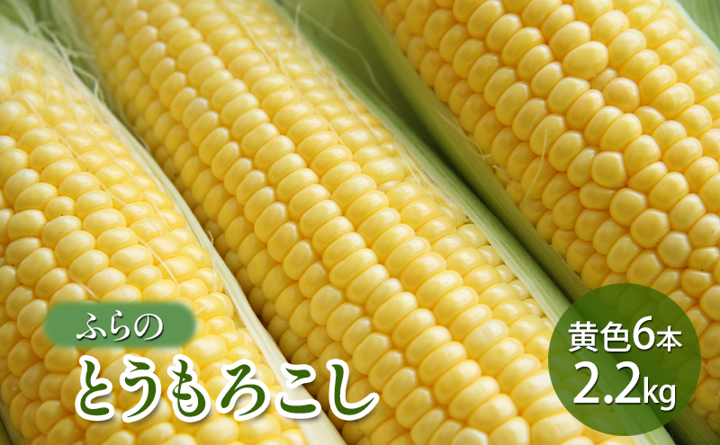 [2025年夏発送]ふらの とうもろこし 黄色 6本 2.2kg 北海道 富良野市 野菜 コーン とうきび イエロー 新鮮 直送 道産 ふらの 送料無料 数量限定 先着順