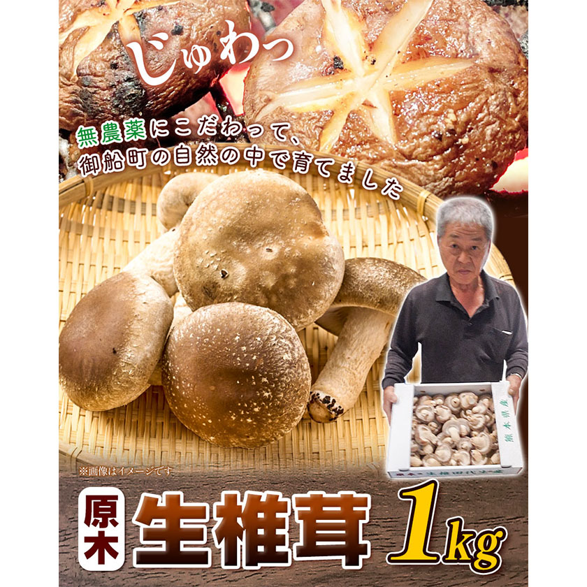 しいたけ 椎茸 生椎茸 1kg 荒木農産[出荷時期をお選びください]熊本 御船 原木椎茸 送料無料
