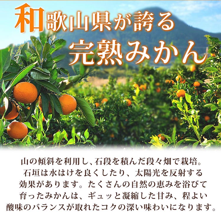 和歌山県美浜町のふるさと納税 有田の小玉みかん5kg(S～3Sサイズ混合)◇ ※2025年11月下旬〜2026年1月下旬頃に順次発送予定