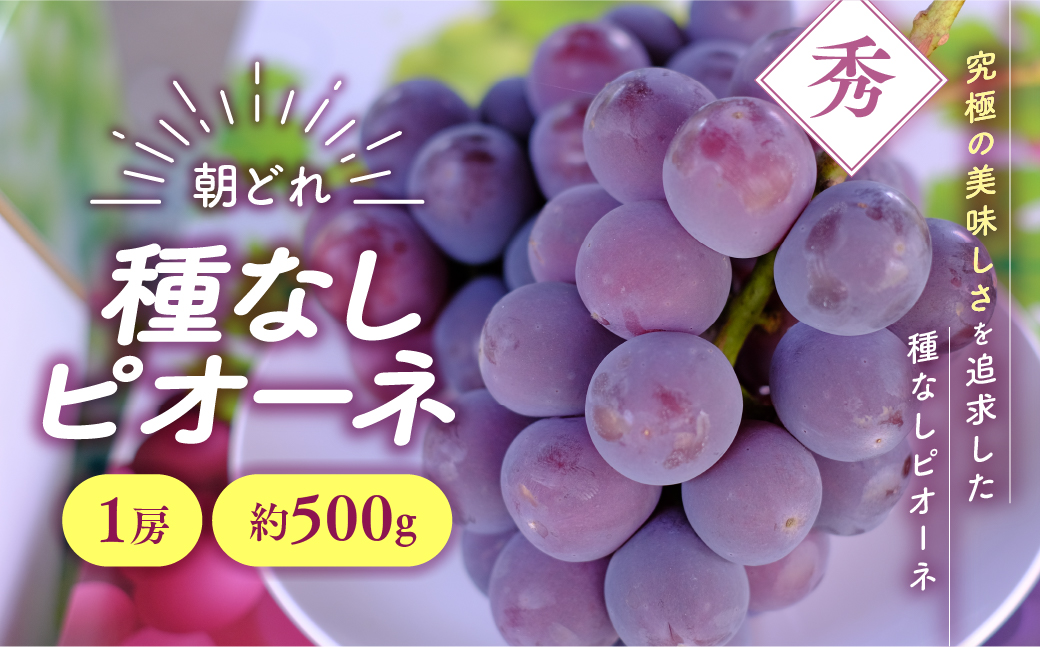 [先行予約2025年/令和7年発送分]種なしピオーネ1房 約500g 人気 おすすめ 国産 贈答 ギフト お取り寄せ 山梨県産 産地直送 フルーツ 果物 くだもの ぶどう ブドウ 葡萄 ピオーネ 新鮮
