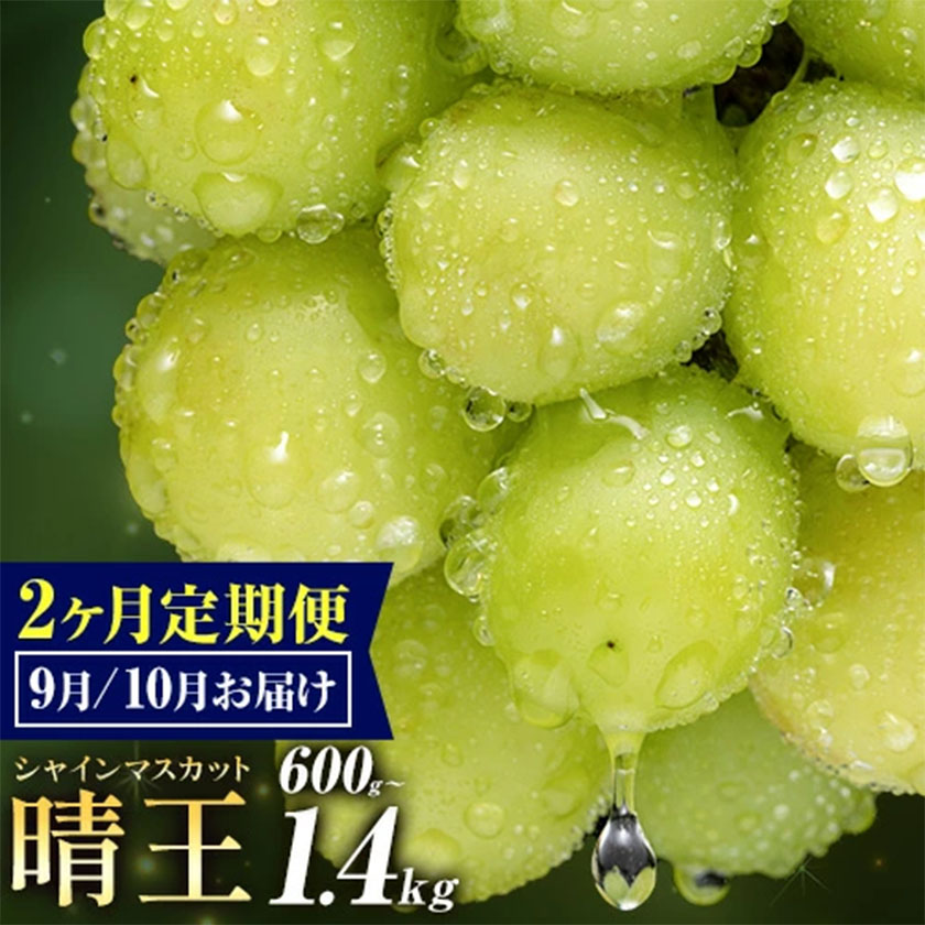 ぶどう シャインマスカット 晴王 600g 700g 1.2kg 1.4kg 1房 2房 2ヶ月定期便 彩美菜果[9月上旬-10月末頃出荷] マスカット 送料無料 岡山県 浅口市 フルーツ 果物 贈り物 国産 岡山県産 くだもの 果物 9月 10月発送 [配送不可地域あり]