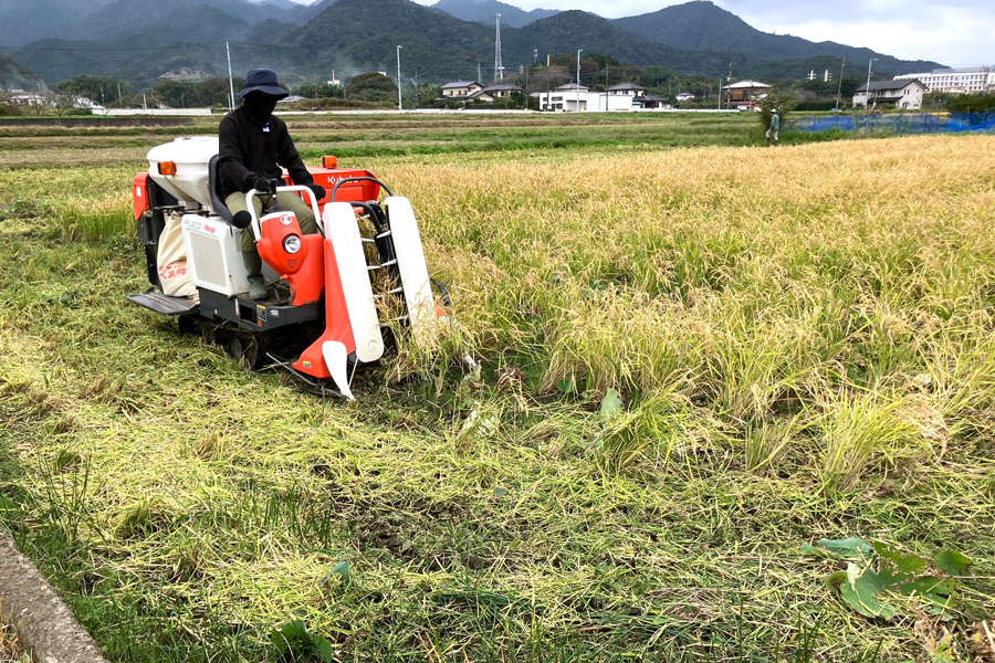 令和6年産 伊勢原の米「はるみ」10kg (5kg×2袋) 精米済｜米 お米
