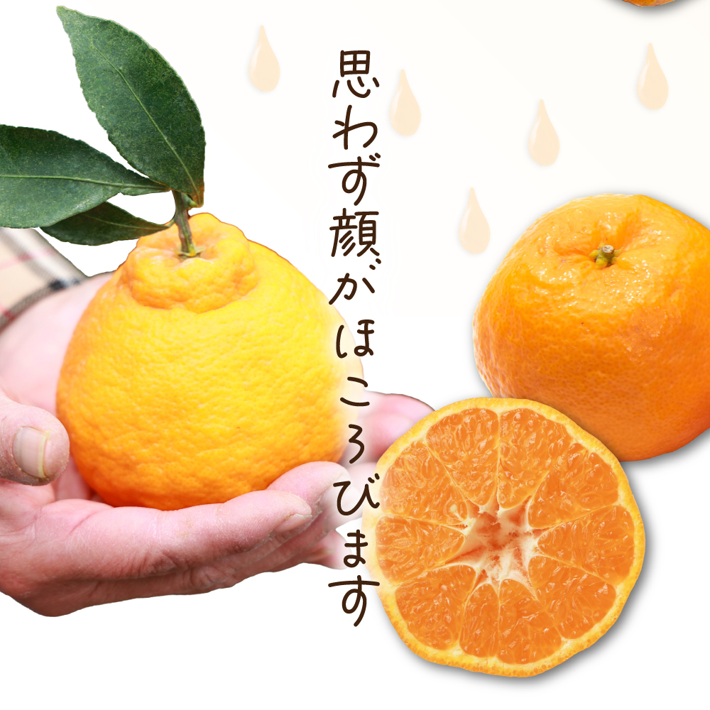 楽天市場】不知火 みかん ポンカンの通販