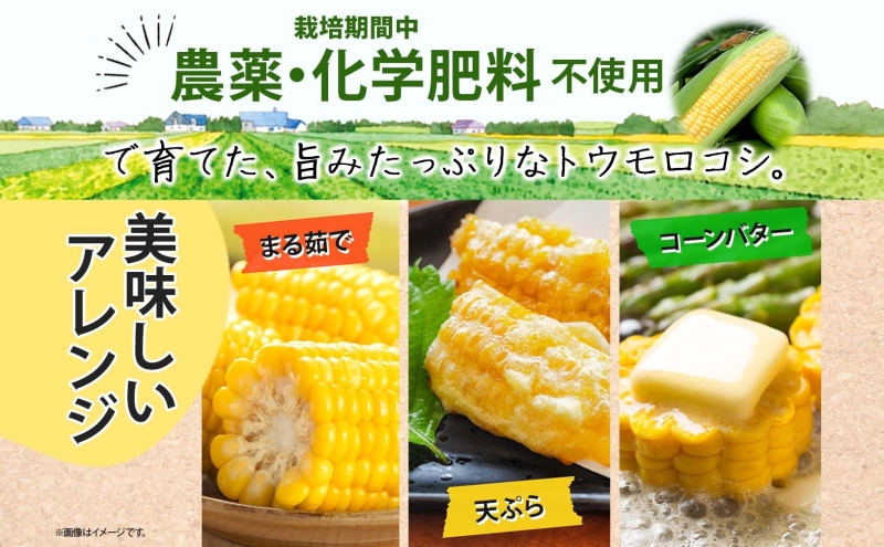 朝採り とうもろこし すはらコーン 8~12本 トウモロコシ 朝採り とうもろこし すはらコーン 8~12本 トウモロコシ