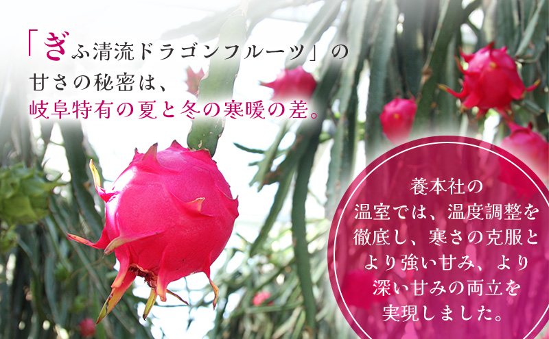 養本社のドラゴンフルーツくずアイス 10本入り お菓子 / 岐阜県