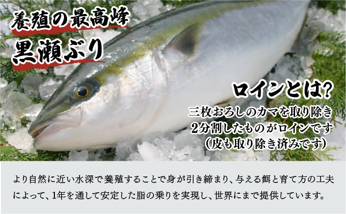 宮崎県串間市のふるさと納税 KU281-2502  ＜2025年2月発送分＞活じめ！黒瀬ぶりの生鮮ブリロイン2節（1.0kg前後）