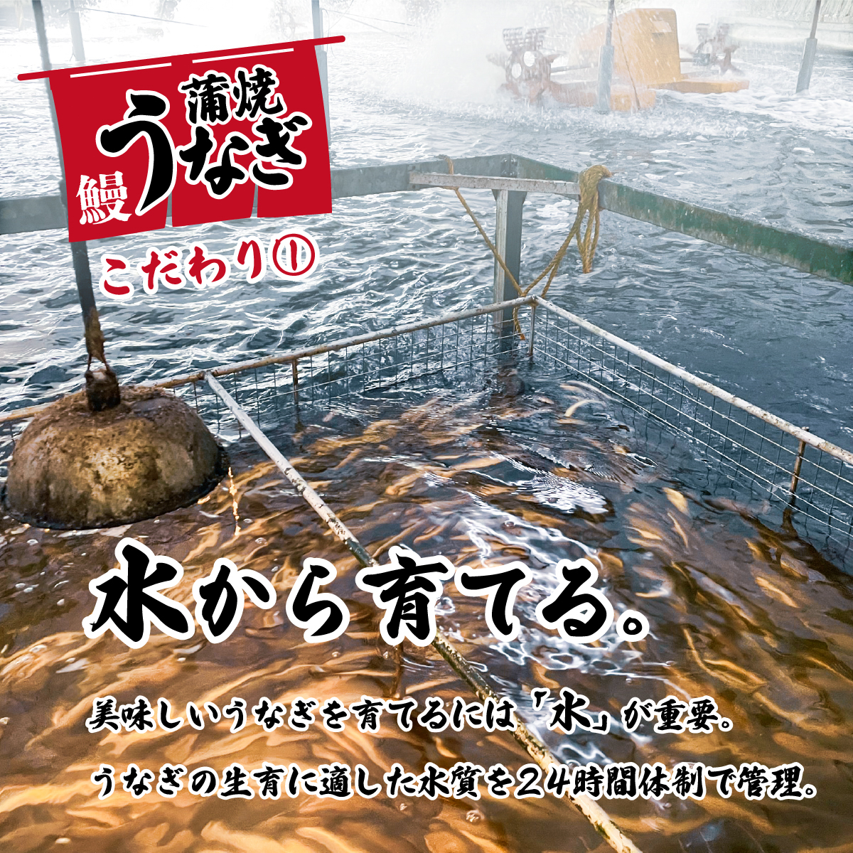 茨城県八千代町のふるさと納税 【 訳アリ 】【レビューキャンペーン】 国産うなぎ 蒲焼き 5尾 セット ( 640g 以上) 大きさ の不揃い 山椒付き ウナギ 鰻 ふぞろい 不揃い うな重 ひつまぶし 人気 茨城 八千代町 ふるさと納税 冷凍 [SF143ya]