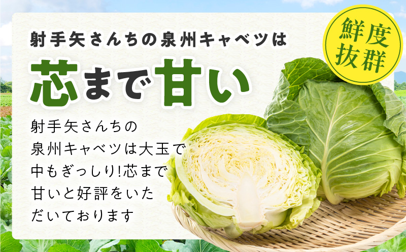 大阪府泉佐野市のふるさと納税 【TVで紹介！】泉州キャベツ 5kg 2～5玉 射手矢農園 訳あり サイズ不揃い G1624