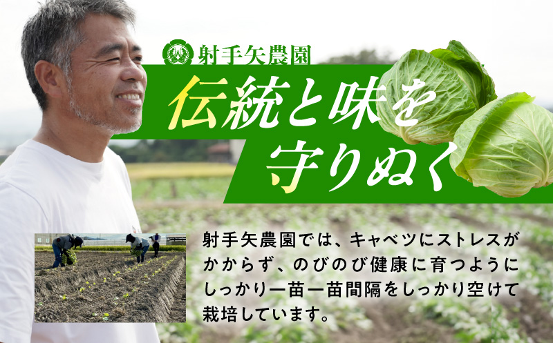 大阪府泉佐野市のふるさと納税 【TVで紹介！】泉州キャベツ 5kg 2～5玉 射手矢農園 訳あり サイズ不揃い G1624