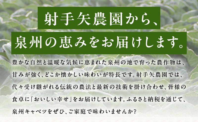 大阪府泉佐野市のふるさと納税 【TVで紹介！】泉州キャベツ 5kg 2～5玉 射手矢農園 訳あり サイズ不揃い G1624