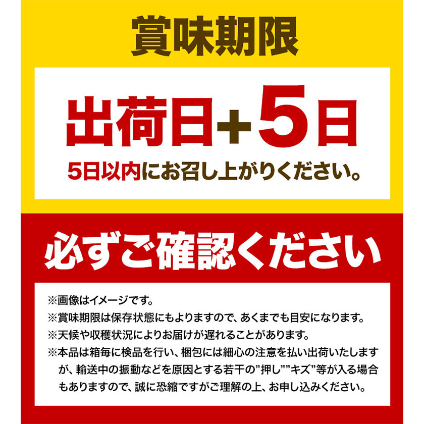 岡山県浅口市のふるさと納税 シャインマスカット 晴王 岡山県産 定期便 2ヶ月 9月・10月発送 [2025年先行予約]《9月中旬-10月末頃出荷(土日祝除く)》1房 750g ハレノスイーツ 岡山中央卸売市場店 岡山県 浅口市 【配送不可地域あり】