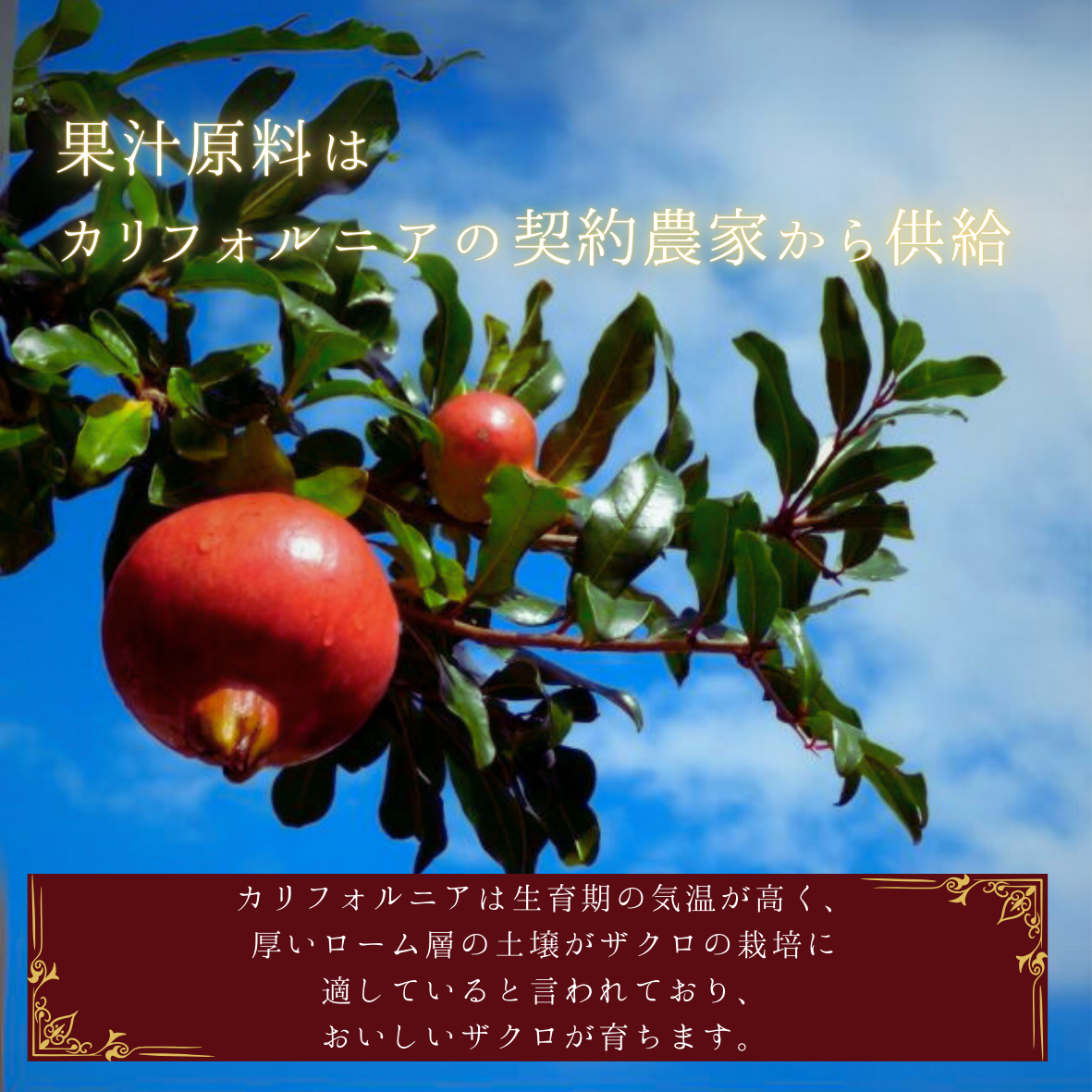 千葉県船橋市のふるさと納税 成城石井 カリフォルニア産ザクロ100%ジュース(C06)
