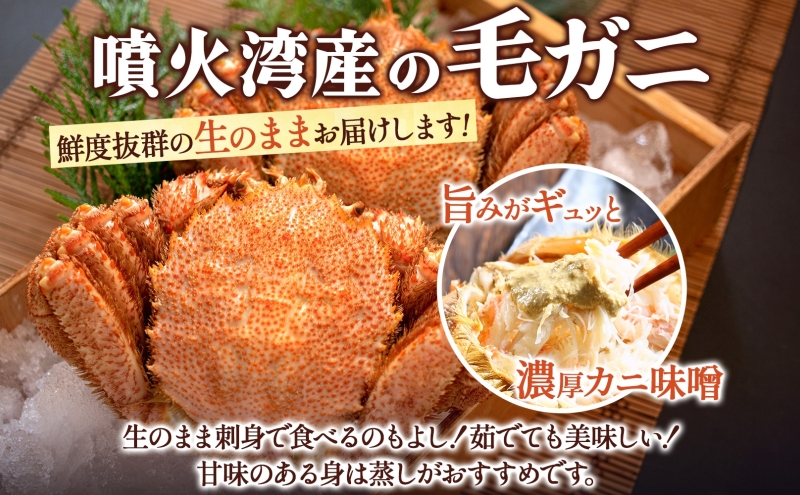北海道洞爺湖町のふるさと納税 【セゾン限定】北海道 噴火湾産 活毛がに 2尾 （1尾300g～400g） 2025年6月下旬～7月上旬お届け 先行受付 北海道産 旬 新鮮 毛がに かに カニ 蟹 毛ガニ 毛蟹 カニ味噌 天然 噴火湾 産地直送 お取り寄せ 贈答 冷蔵 洞爺湖町