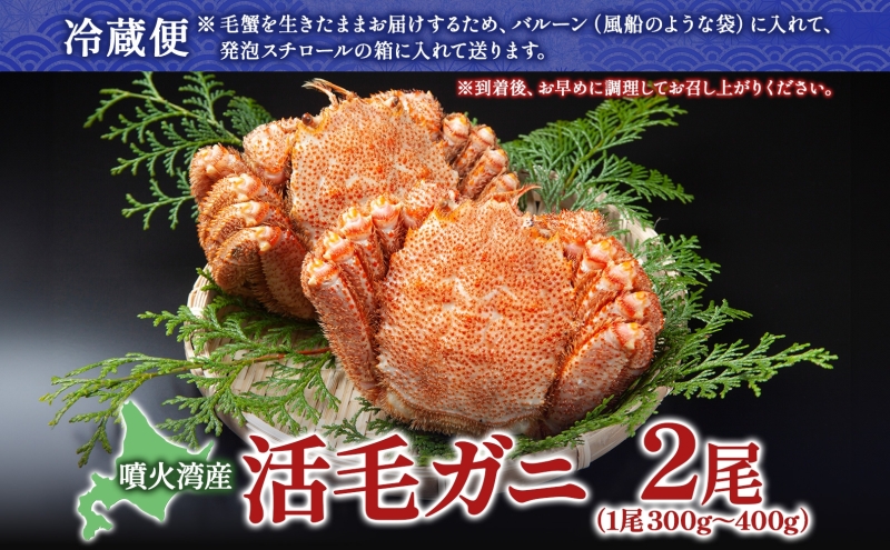 北海道洞爺湖町のふるさと納税 【セゾン限定】北海道 噴火湾産 活毛がに 2尾 （1尾300g～400g） 2025年6月下旬～7月上旬お届け 先行受付 北海道産 旬 新鮮 毛がに かに カニ 蟹 毛ガニ 毛蟹 カニ味噌 天然 噴火湾 産地直送 お取り寄せ 贈答 冷蔵 洞爺湖町