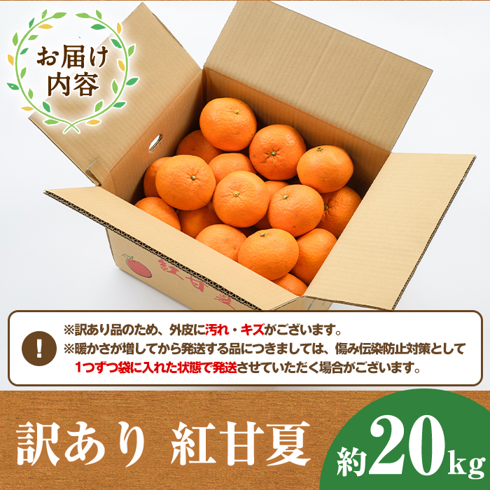 鹿児島県阿久根市のふるさと納税 ＜訳あり・傷有りの為＞紅甘夏(約20kg) 国産 果物 フルーツ 柑橘 期間限定 紅甘夏【桐野柑橘株式会社】a-12-327-z