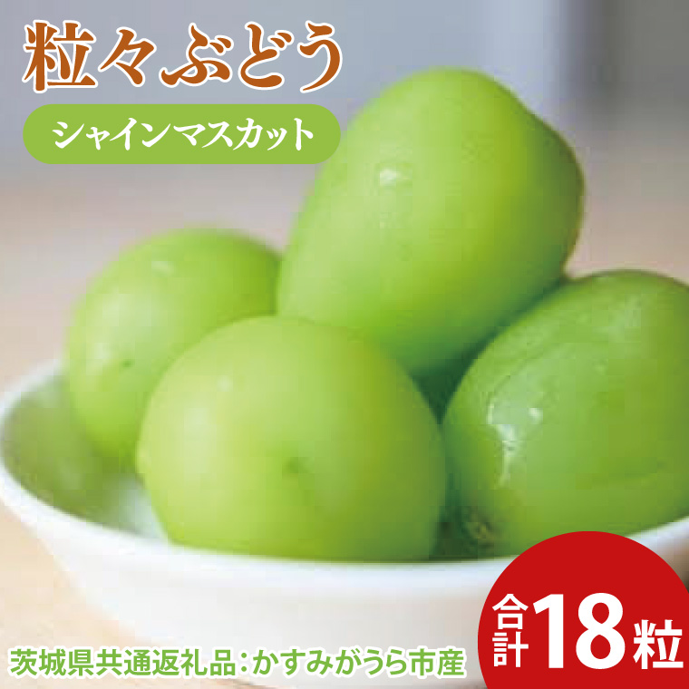 【茨城県大子町】【先行予約】粒々ぶどう シャインマスカット18粒(茨城県共通返礼品:かすみがうら市産) ※2025年8月初旬〜2026年1月下旬頃に順次発送予定(CD053)