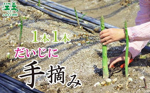 北海道江差町のふるさと納税 【夏芽 予約受付 6月中旬～順次出荷】《訳あり》2025年 北海道江差町産 アスパラガス 1kg【サイズ不揃い・規格外MIX】　見た目は良くなくても鮮度や味は正規品と変わりません！　朝採り　農家直送　新鮮　鮮度保持　北海道　旬野菜　グリーンアスパラ　アスパラ　ご自宅用　無選別・規格外・ハネ物・B品