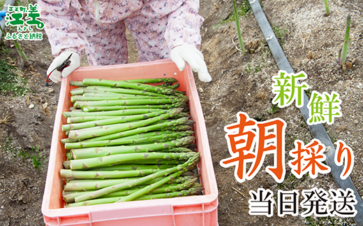 北海道江差町のふるさと納税 【夏芽 予約受付 6月中旬～順次出荷】《訳あり》2025年 北海道江差町産 アスパラガス 1kg【サイズ不揃い・規格外MIX】　見た目は良くなくても鮮度や味は正規品と変わりません！　朝採り　農家直送　新鮮　鮮度保持　北海道　旬野菜　グリーンアスパラ　アスパラ　ご自宅用　無選別・規格外・ハネ物・B品