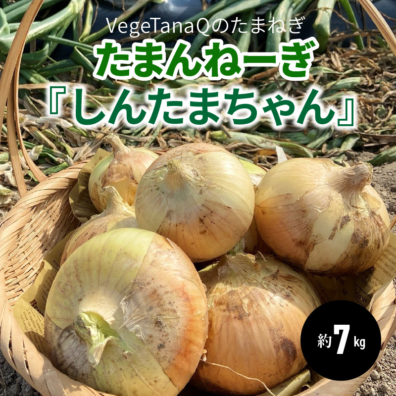 ふるさと納税 碧南市 しらす屋のしらす干し 500g×6ヶ月 定期便 H006