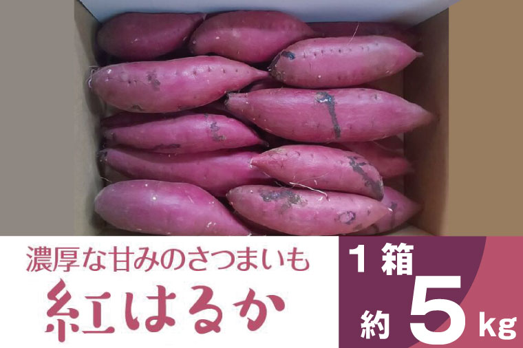 茨城県行方市のふるさと納税 BZ-15　【2024年11月より順次発送】2024年度産 濃厚な甘みのさつまいも 『紅はるか』約5kg