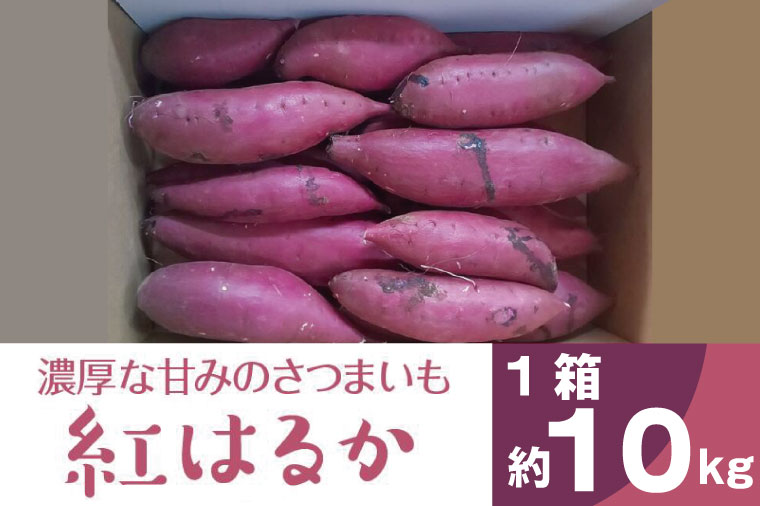 茨城県行方市のふるさと納税 BZ-14　【2024年11月より順次発送】2024年度産 濃厚な甘みのさつまいも 『紅はるか』約10kg