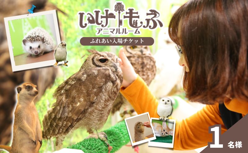 東京都豊島区のふるさと納税 チケット 東京 ふれあい入場チケット 体験 ふくろう 爬虫類 チンチラ フクロモモンガ ハリネズミ ミーアキャット プレーリードッグ フェネック ヘビ カメ 写真撮影 ふれあい 豊島区 東京都