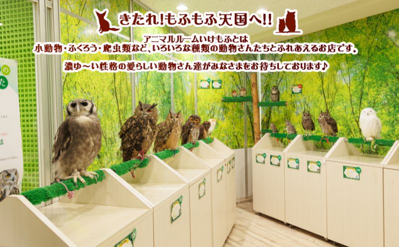 東京都豊島区のふるさと納税 チケット 東京 ふれあい入場チケット 体験 ふくろう 爬虫類 チンチラ フクロモモンガ ハリネズミ ミーアキャット プレーリードッグ フェネック ヘビ カメ 写真撮影 ふれあい 豊島区 東京都