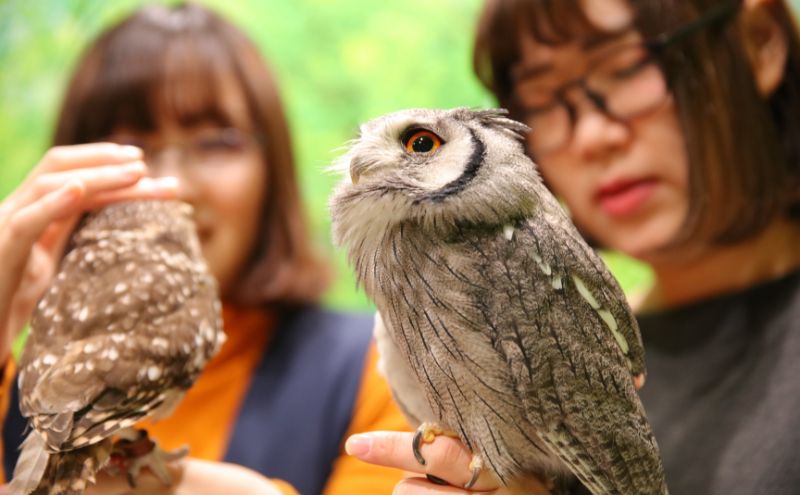 東京都豊島区のふるさと納税 チケット 東京 ふれあい入場チケット 体験 ふくろう 爬虫類 チンチラ フクロモモンガ ハリネズミ ミーアキャット プレーリードッグ フェネック ヘビ カメ 写真撮影 ふれあい 豊島区 東京都
