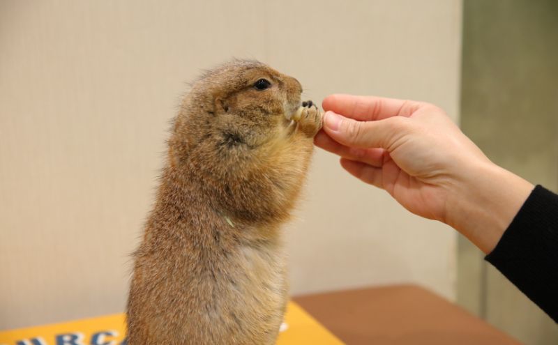 東京都豊島区のふるさと納税 チケット 東京 ふれあい入場チケット 体験 ふくろう 爬虫類 チンチラ フクロモモンガ ハリネズミ ミーアキャット プレーリードッグ フェネック ヘビ カメ 写真撮影 ふれあい 豊島区 東京都