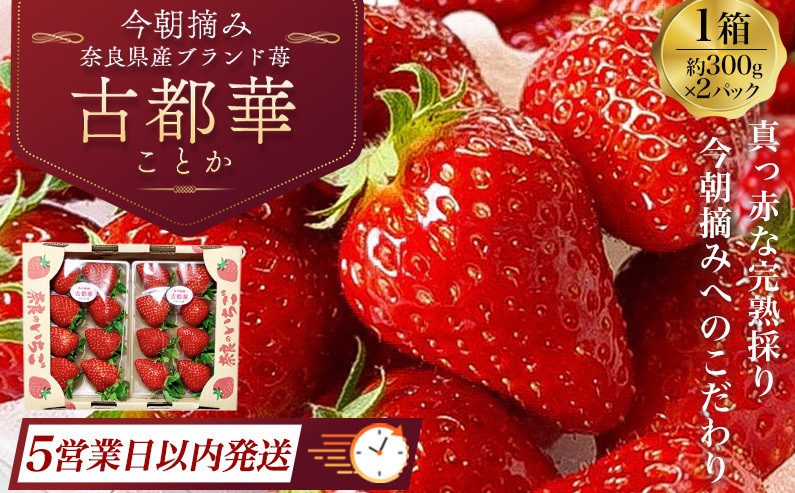 [=5営業日以内に発送=](冷蔵) 古都華 600g (300g×2) / 丸笑いちご園 今朝摘み フルーツ 苺 イチゴ 果物 新鮮 完熟 朝採り 高級 甘い 奈良県 葛城市