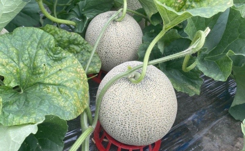 北海道 上富良野産 最上等級“ 秀品 赤肉メロン ” 糖度14度 以上（1.6kg～1.99kg）×2玉 メロン めろん デザート フルーツ 果物 果物類 メロン赤肉 