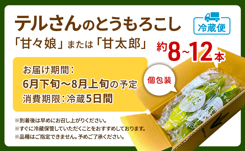 静岡県浜松市のふるさと納税 とうもろこし 先行予約 甘々娘 または 甘太郎 約8～12本 春のテルもろこし 個包装 レンジ調理 レンチン 野菜 夏 旬 冷蔵 冷蔵配送 静岡 静岡県 浜松市 6月下旬頃より順次発送 配送不可：離島