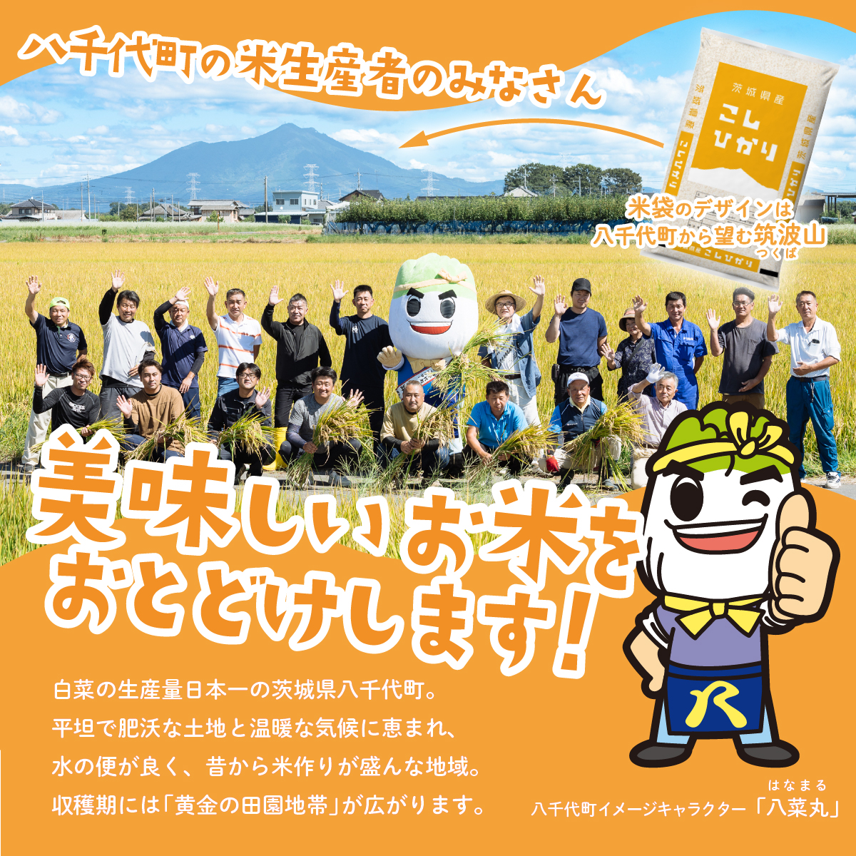 茨城県八千代町のふるさと納税 【5月発送】コシヒカリ 10kg (5kgx2袋) 令和6年産 茨城県産 こしひかり 白米 精米 茨城県 八千代町 お米 米 [SF149yai]