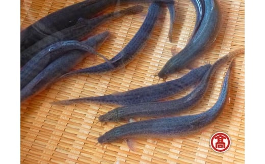 どじょう 活魚 [高島屋選定品][ドジョウ 生きたまま 600g]