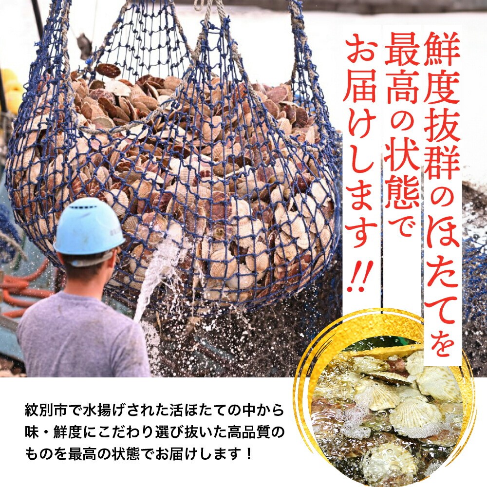 北海道紋別市のふるさと納税 11-145 北海道紋別産 活ホタテ2kg(Lサイズ)