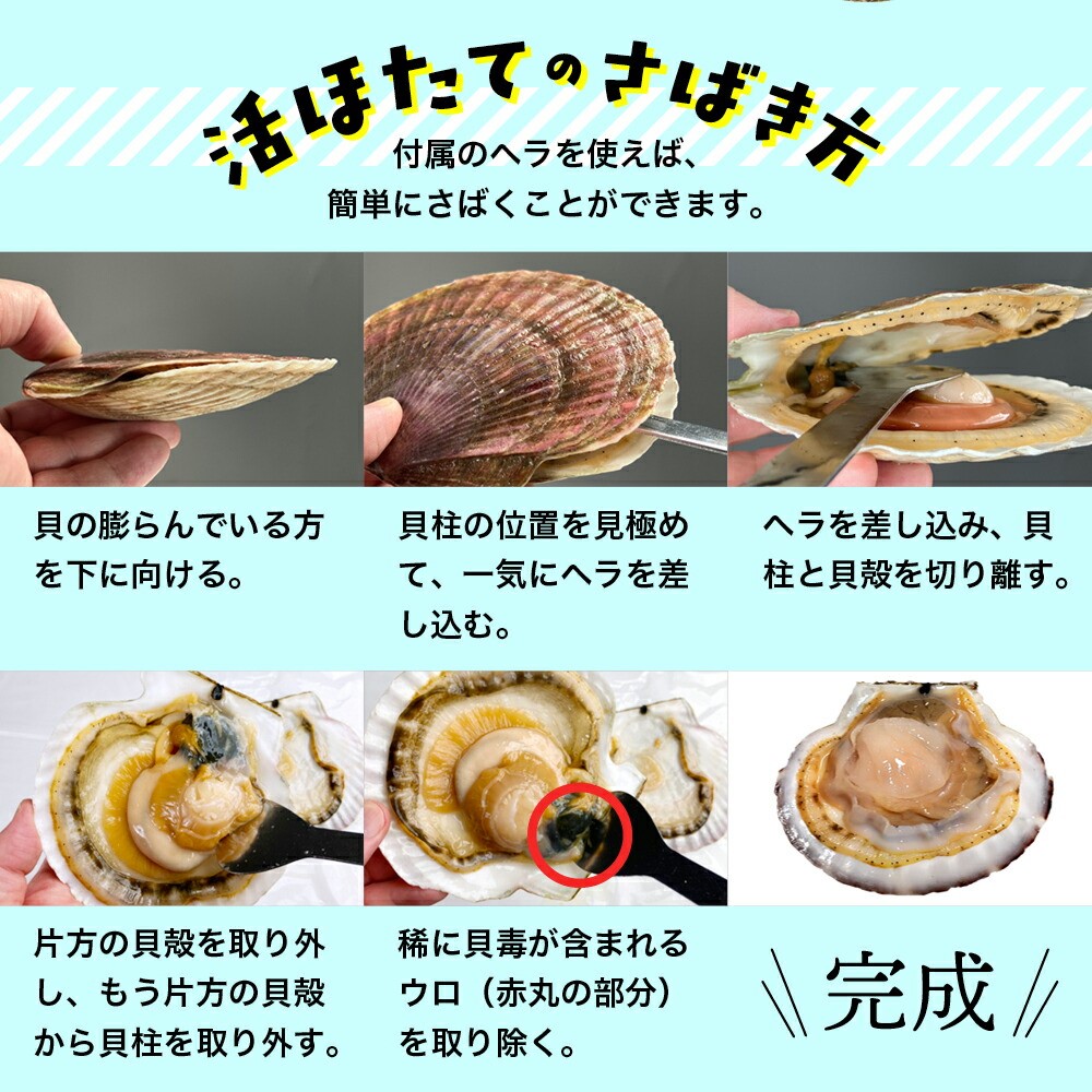 北海道紋別市のふるさと納税 11-145 北海道紋別産 活ホタテ2kg(Lサイズ)