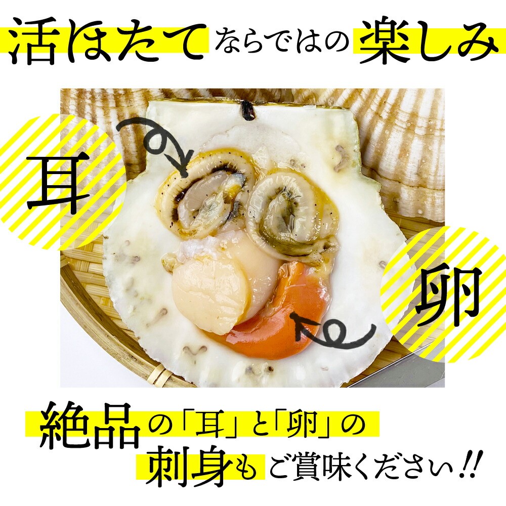 北海道紋別市のふるさと納税 11-145 北海道紋別産 活ホタテ2kg(Lサイズ)